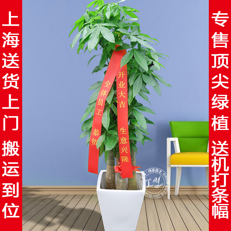1.8米三杆发财树 步步高升盆栽 开业乔迁礼品植物 上海绿植花卉