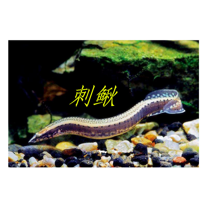 查看淘宝刺鳅 刀鳅 活体猛鱼凶猛鱼 中华刺鳅 原生鱼 观赏鱼溪流鱼
