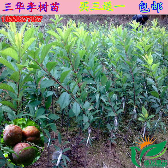 李子苗三华李双华李米李苗水果树苗嫁接苗盆栽地栽南北方种植