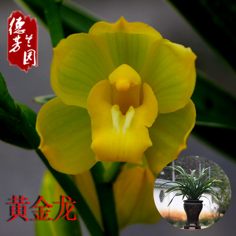 兰花苗惠兰黄花金边黄金龙卉绿植盆栽阳台室内客厅净化空气