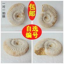 天然巴甫洛夫菊石古生物化石角石三叶虫狼鳍鱼昆虫化石标bf8888