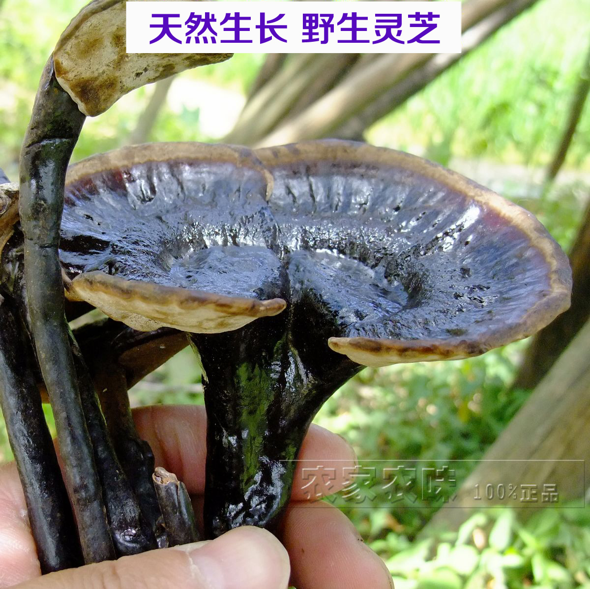 包邮 正宗的井冈山野生灵芝 珍贵紫灵芝 整枝含粉代切片泡茶泡酒