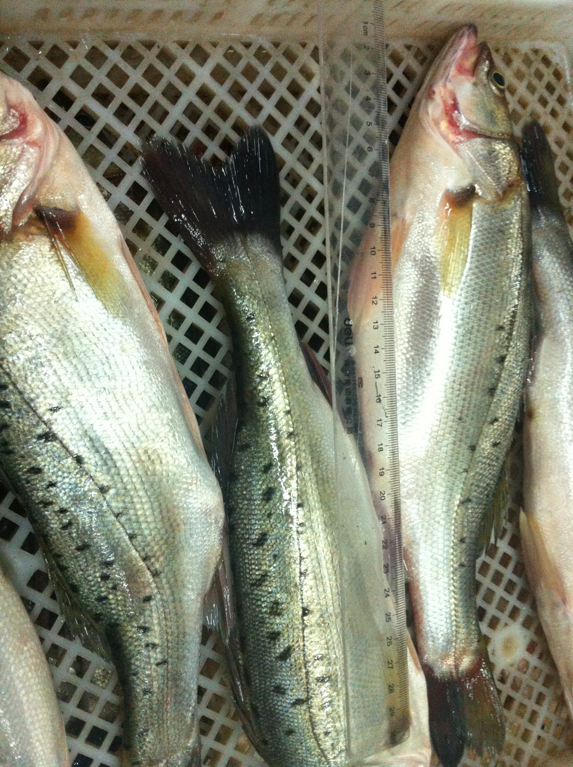 新鲜野生大鲈鱼鲜活海鲈鱼花鲈鱼寨花鱼鲈板海鲜水产500g顺丰包邮