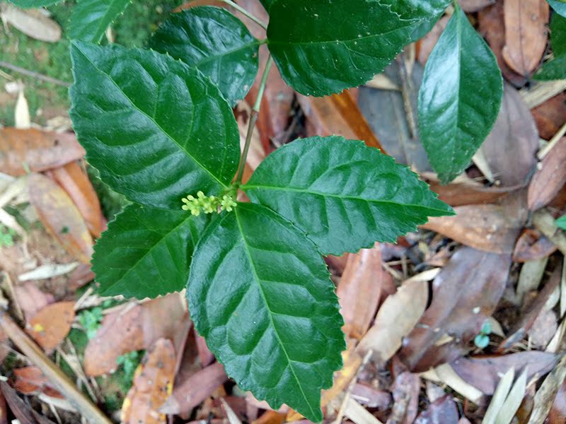 广西深山新鲜草珊瑚 山鸡茶肿节风 九节风接骨莲骨节茶 十斤包邮