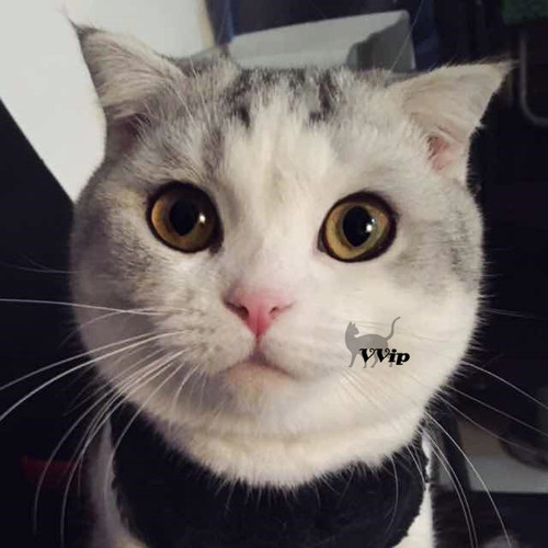 【vvip】苏格兰折耳猫短毛猫宠物猫银虎斑加白dd起司猫