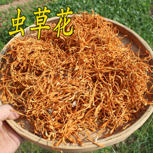 虫草花正品 北虫草孢子头农家干货蛹虫草金北虫草花精选无硫 半斤