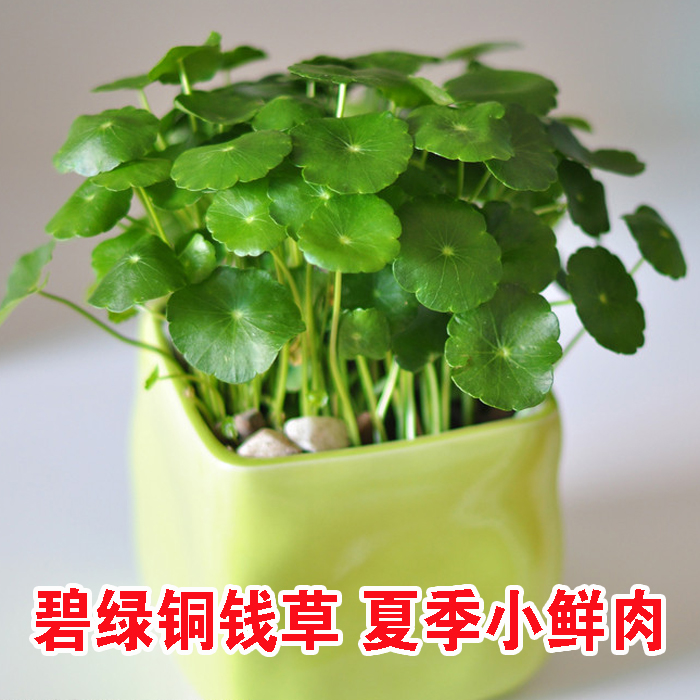 盆栽铜钱草 金钱草 水培植物花卉 室内办公室植物铜钱草根茎