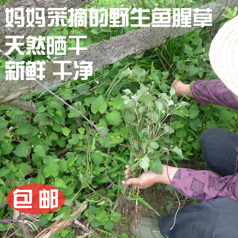 【天天特价】新鲜农家野生天然鱼腥草干连根中药材折耳根清热凉茶
