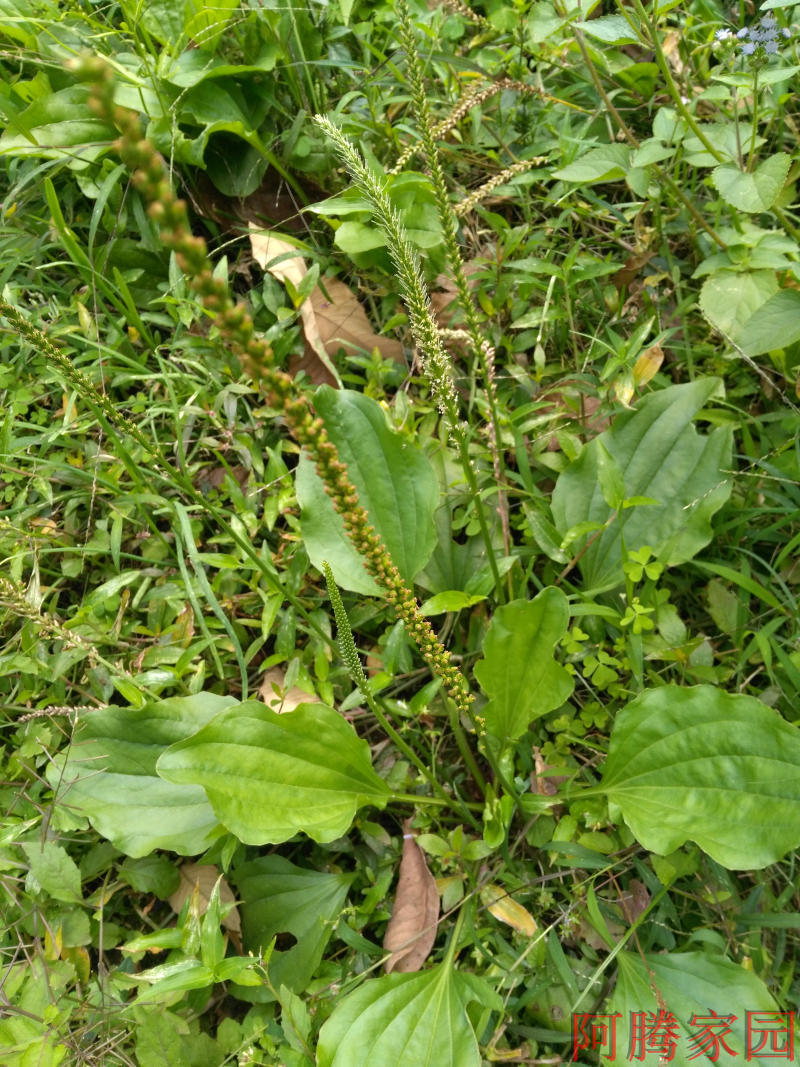 三叶鬼针草种苗 鬼三针 虾钳草 蟹钳草 粘人草 野菜 中草药