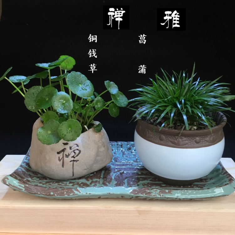 铜钱草水培艺术盆栽 茶几玩物喜阴植物绿植客厅茶宠四