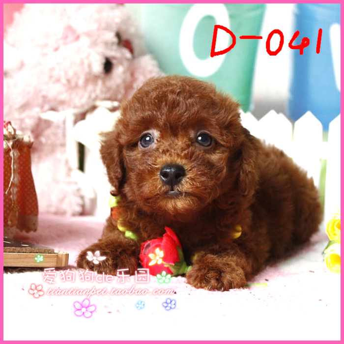 正品[泰迪熊剪毛教程]泰迪熊剪毛评测 手工串珠