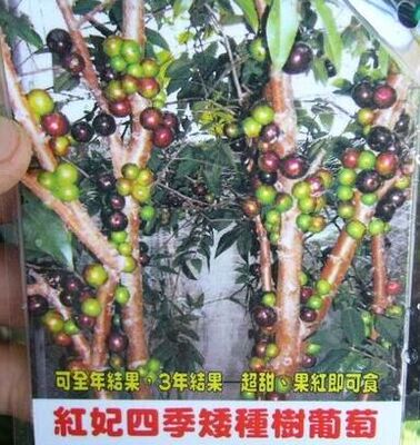 新品种, 矮生大叶四季树葡萄小苗,红妃四季嘉宝果,四季结果