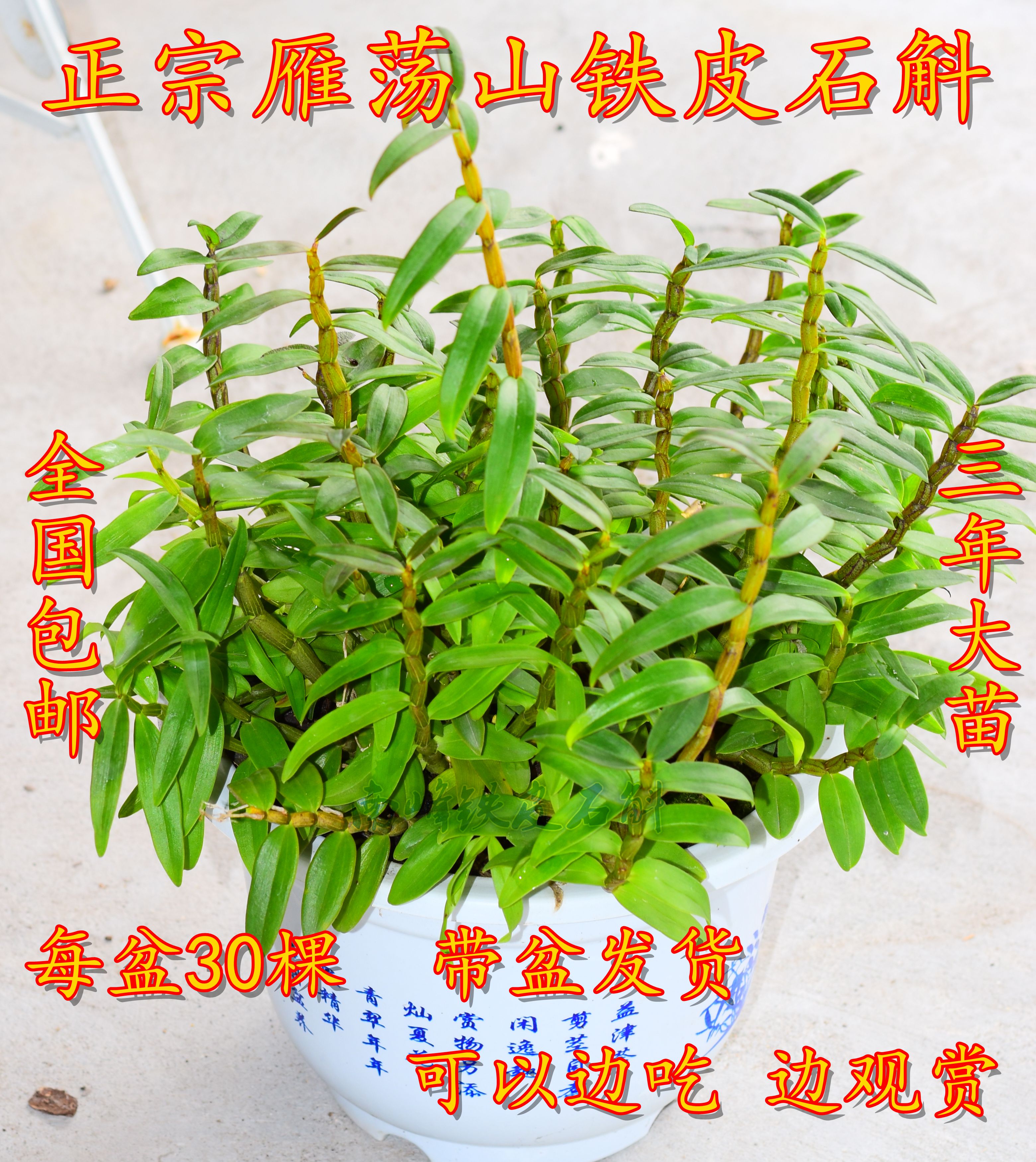 正宗乐清雁荡山红杆软脚铁皮石斛苗铁皮石斛盆栽3年苗铁皮枫斗苗