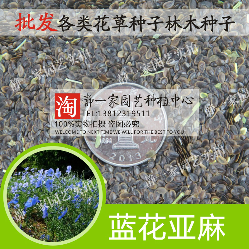 散装批发 蓝花亚麻种子 六倍利 山梗菜 翠蝶花 南非半边莲 亚麻籽