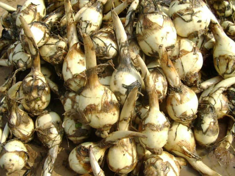 南京郊区农家自种新鲜上市茨菇绿色蔬菜白茨菰现挖慈姑慈菇