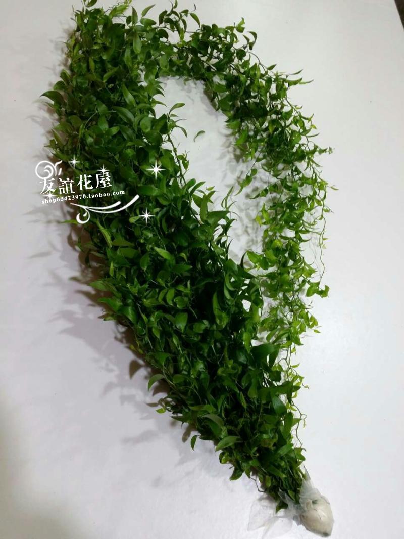 Ҷʻ仨Ҷӳǰľ(2Χ)