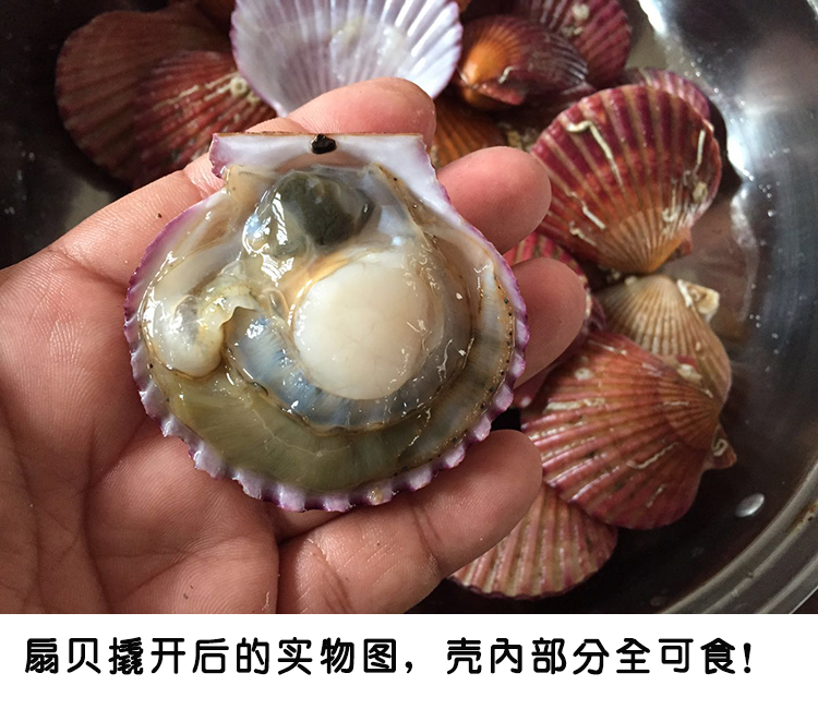 当日鲜活红扇贝鲜贝小红贝干贝肉大鲜美顶壳肥 4斤仅35元 包邮
