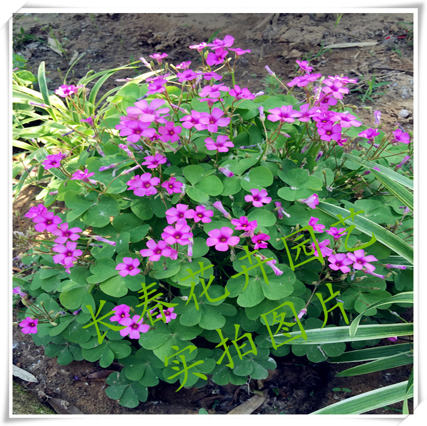 红花醡浆草 红花炸酱草 红花三叶草 苗 幸运草盆栽春季开花红花草