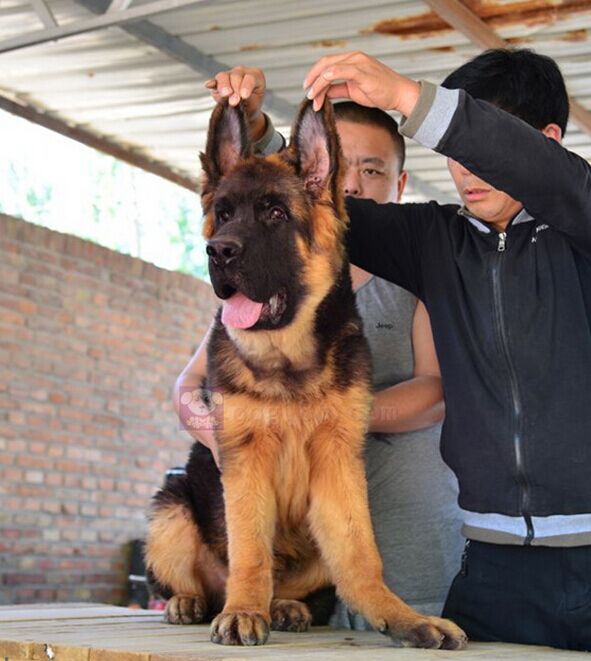 纯种血统赛级德国牧羊犬德牧幼犬 出售锤系德牧幼犬宠物狗 黑背犬