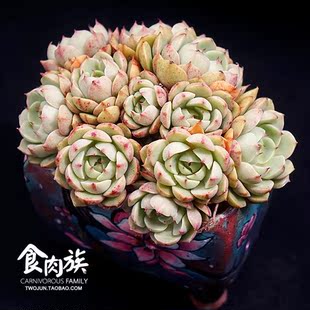 食肉族 进口多肉植物精品黄体苯巴蒂斯老桩大群生 一物一拍[暂售]