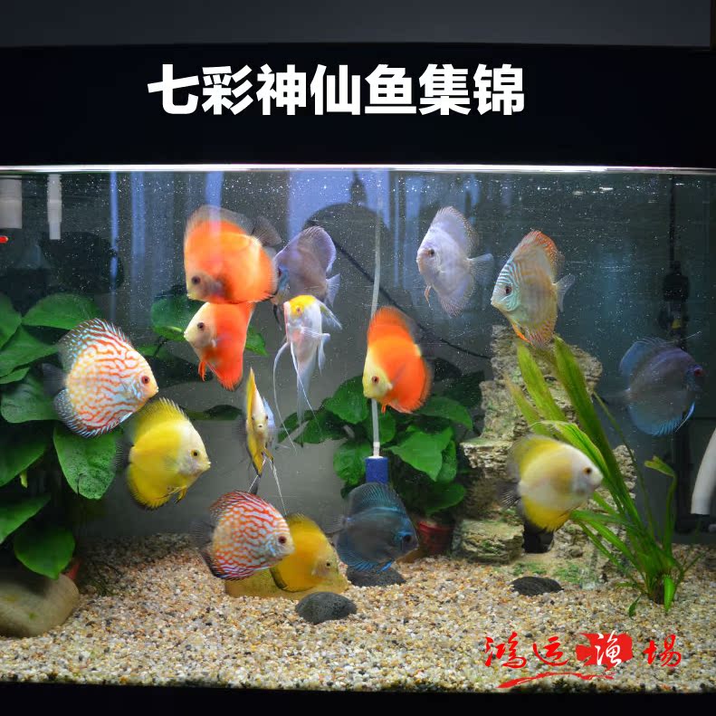 热带鱼七彩神仙