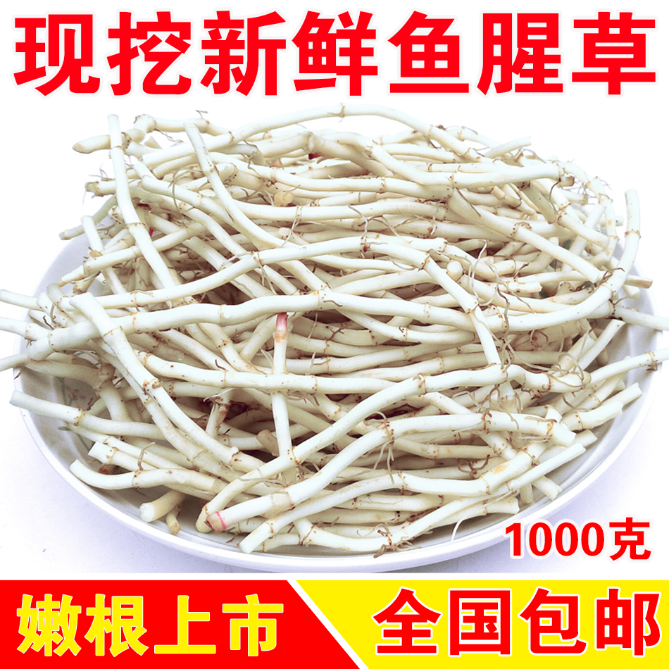 三峡特产 现挖鱼腥草 新鲜野生侧耳根折耳根凉拌 鱼腥草茶一份2斤