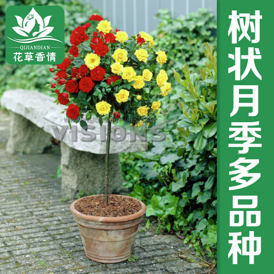 庭院阳台盆栽植物花卉蔷薇玫瑰大花月季花苗欧洲嫁接树桩树状月季