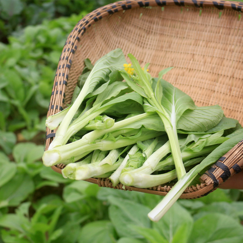 农家自种新鲜红菜苔湖北特产紫菜苔洪山菜苔菜薹时令蔬菜 包邮5斤