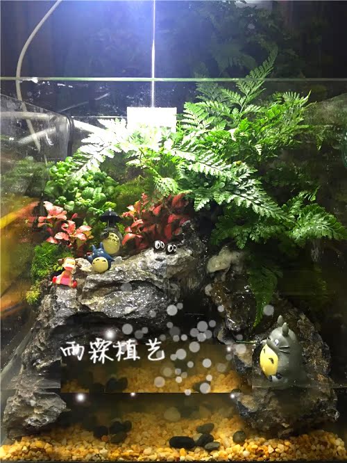海藻球微景观生态瓶迷你盆栽球藻水陆缸植物marimo微景观植物