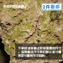 包邮 原石上水石吸水石天然加湿器天然空气净化器附石菖蒲2个