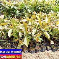 包邮山竹树苗_包邮山竹树苗图片素材