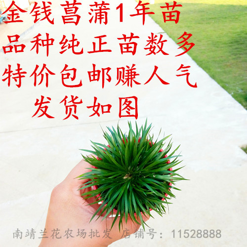 正宗金钱细叶菖蒲龙根虎须石菖蒲草盆景盆栽花卉微景观 特价促销