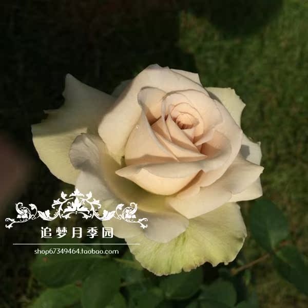 日本月季甜点月季花灌木切花很有特色的颜色月季爱好者值得购买