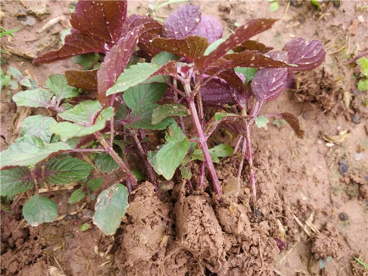 食用野生紫苏苗盆栽 植物新鲜紫苏叶紫苏种子盆栽可食用四季紫苏