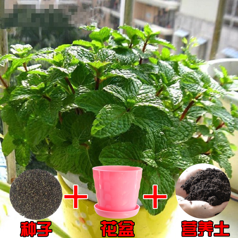 天天特价食用薄荷种子香草柠檬薄荷蔬菜种子阳台盆栽驱蚊种子包邮