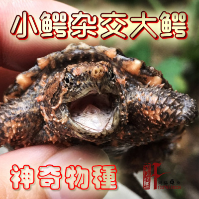 2017爆剌佛鳄 小鳄龟 野佛苗 原种佛罗里达 进口纯佛苗 鳄龟活体