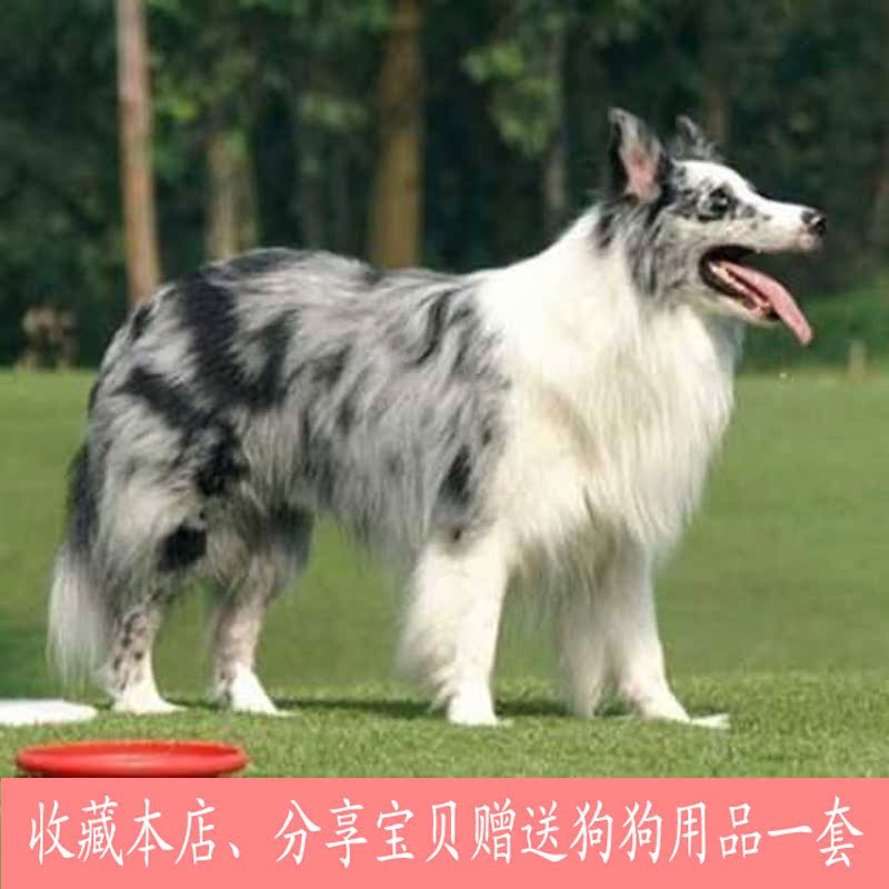 陨石色边境牧羊犬幼犬蓝陨色边牧蓝宝石眼睛活体宠物狗包纯种健康