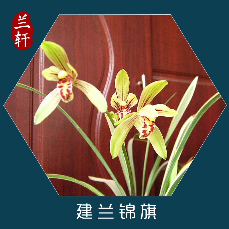金边兰花苗带花苞建兰锦旗 兰草花卉四季盆栽观花植物