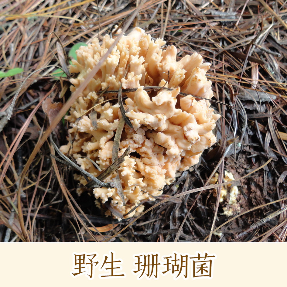 哀牢彝家/野生扫把菌/珊瑚菌/鹿茸菌 蘑菇野山菌 火锅