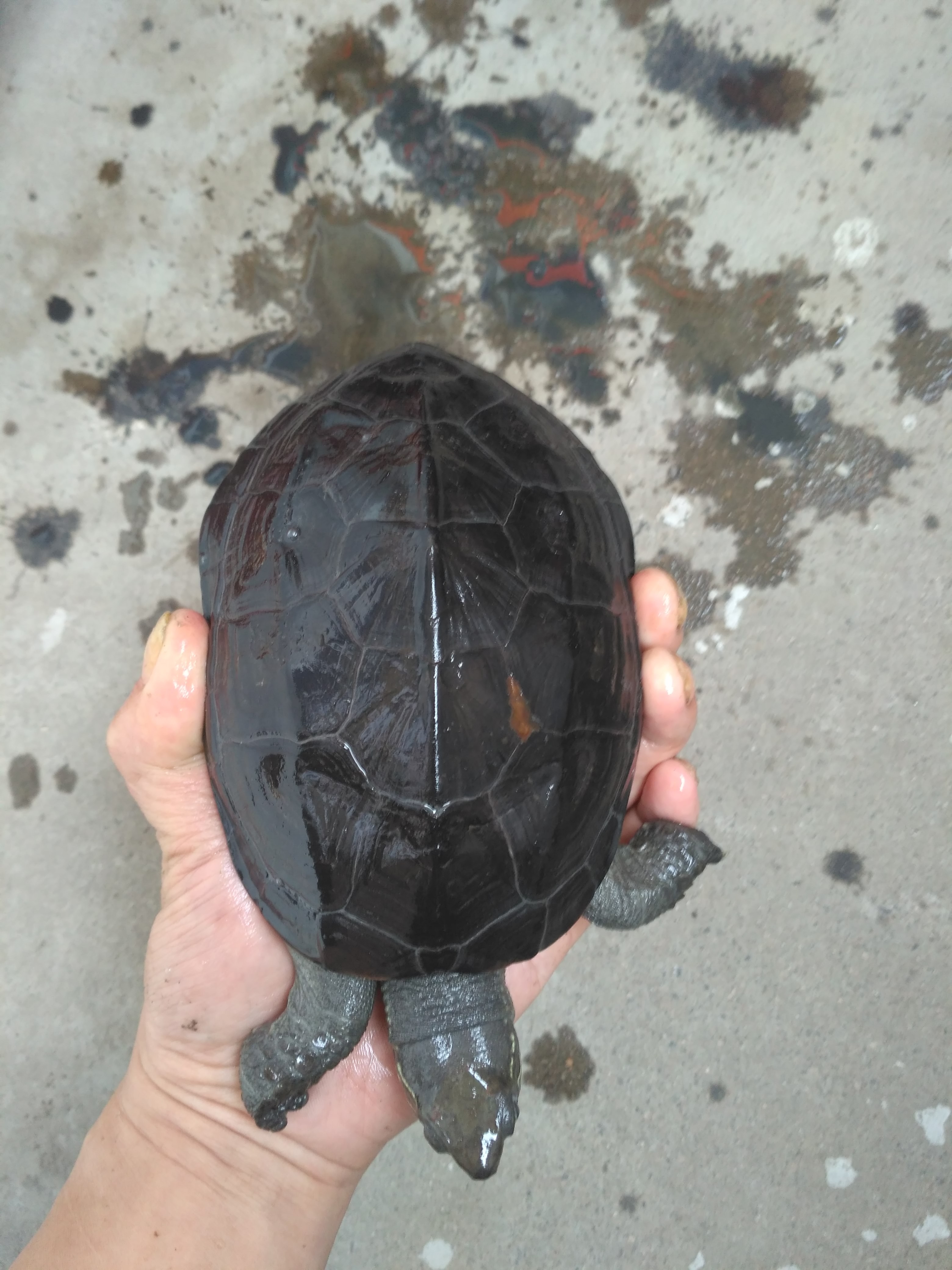 正品[乌龟壳鼠标]乌龟壳评测 乌龟壳变软图片