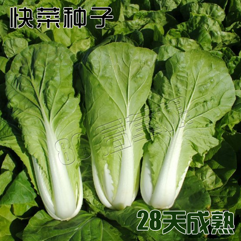 寿光蔬菜种子 港督快菜f1 白菜种子 韩美先锋10克装 小白菜快菜