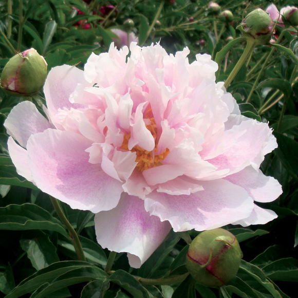 牡丹花 盆栽多年生牡丹苗 洛阳花 富贵花 百花之王_双