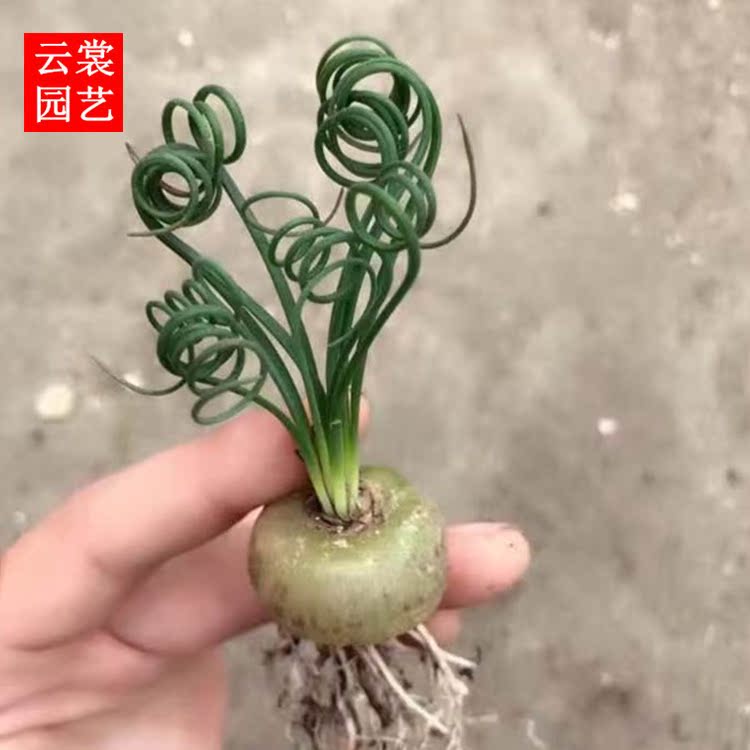 云裳园艺 多肉植物 弹簧草 球根 球茎 办公室植物盆栽花卉绿植