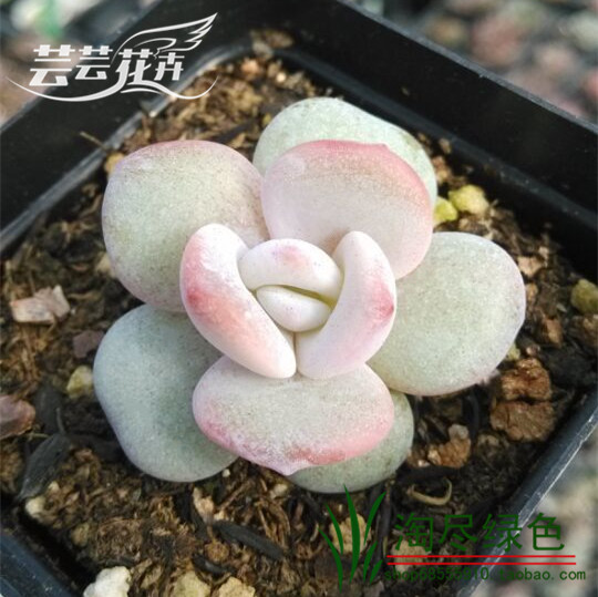 芸芸花卉 进口多肉植物 雪莲小苗实拍  迷你多肉植物花卉
