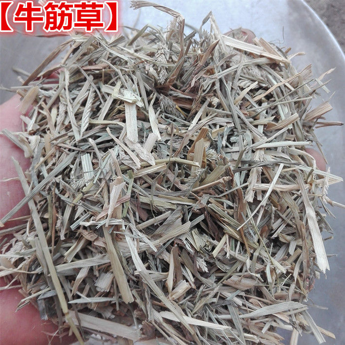 现采中草药新鲜野生牛筋草 千千踏 忝仔草 韧躬草 蟋蟀草 千人拔