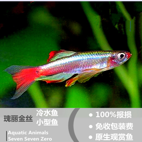 瑰丽金丝灯小型冷水观赏鱼免加温 大帆金丝灯