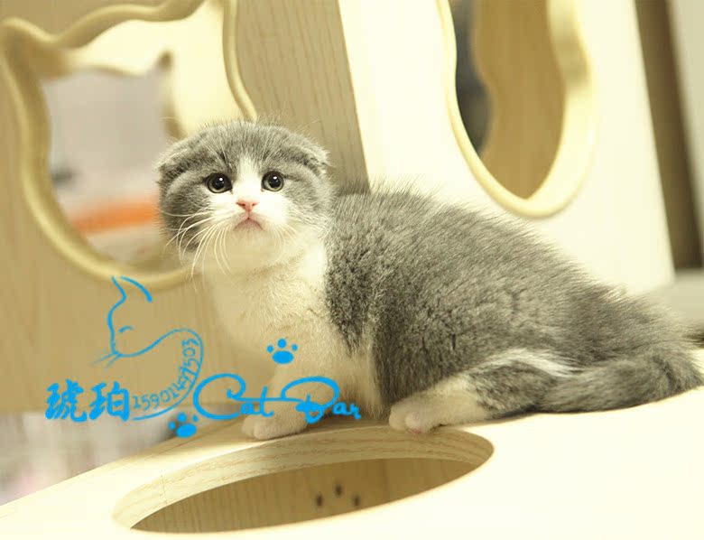 宠物猫活体宠物狸花猫加菲猫折耳猫英短猫蓝猫波斯猫小家猫幼猫