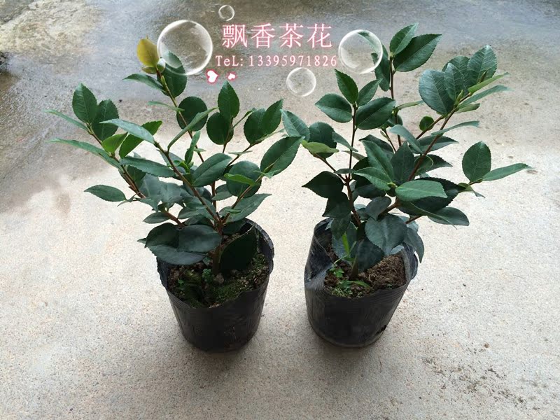 四季长青茶花树苗山茶花苗盆栽绿植观花庭院阳台耐寒花卉多季开花