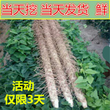 河南正宗铁棍山约药 焦作温县铁棍怀淮山药 铁杆山药约 5斤 新鲜
