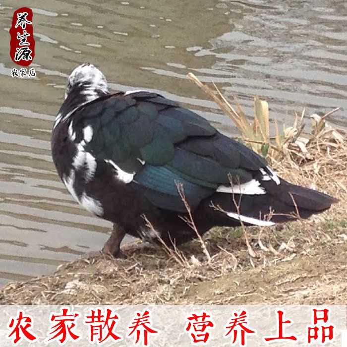 农村散养番鸭 飞鸭 红头鸭 麻鸭 老鸭子现杀新鲜